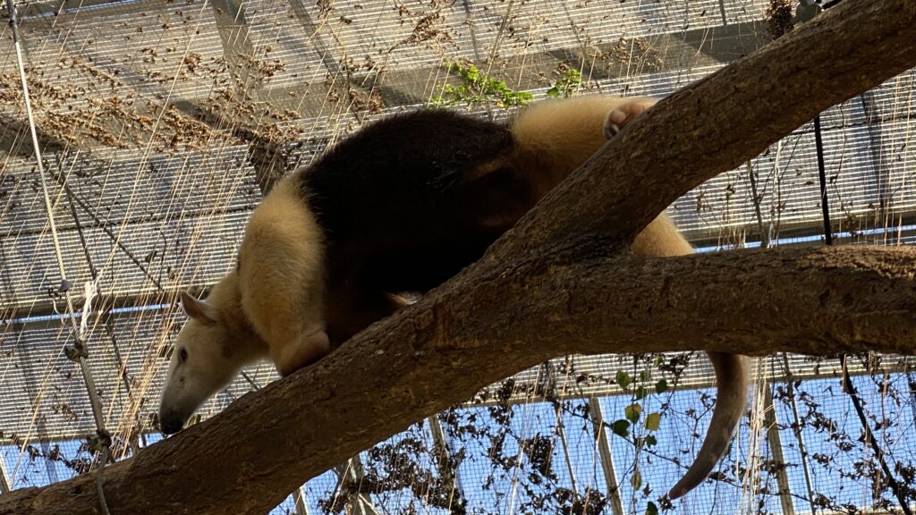 ミナミコアリクイ