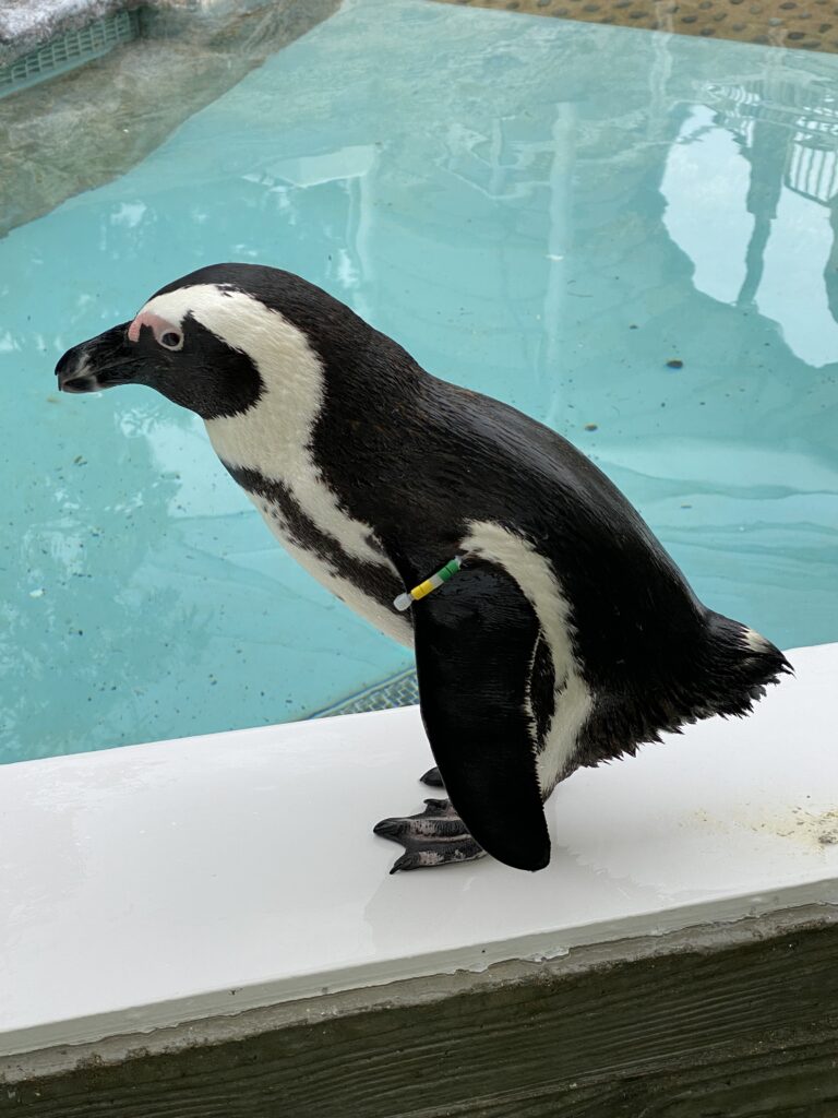 ケープペンギン