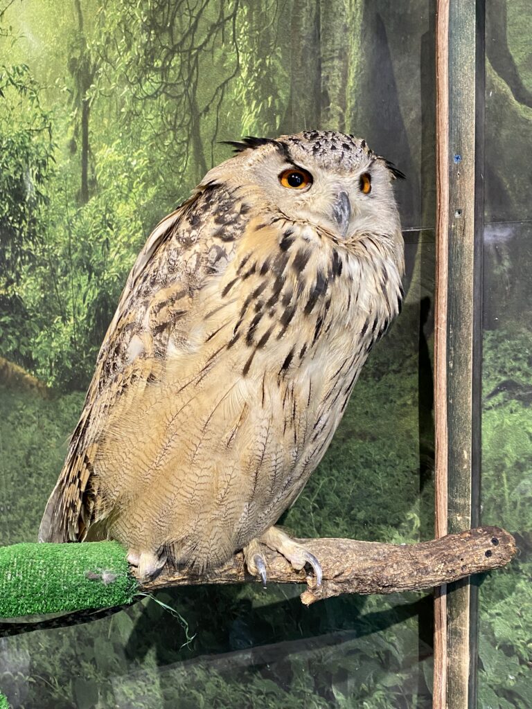 フクロウの写真1